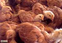 Инкубационное яйцо Фарма Колор (мясо-яичные)