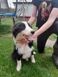 pies Border Collie młody 9 miesiecy
