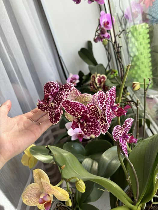 Орхідея дикий кіт