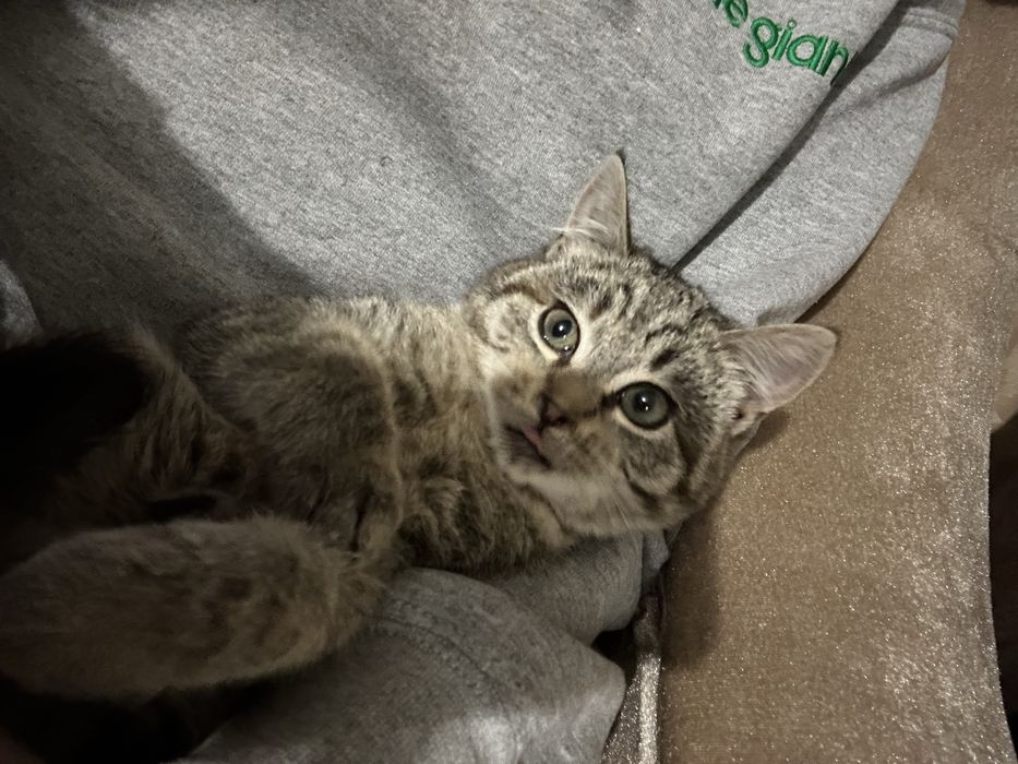 продаю кошенят 5 міс