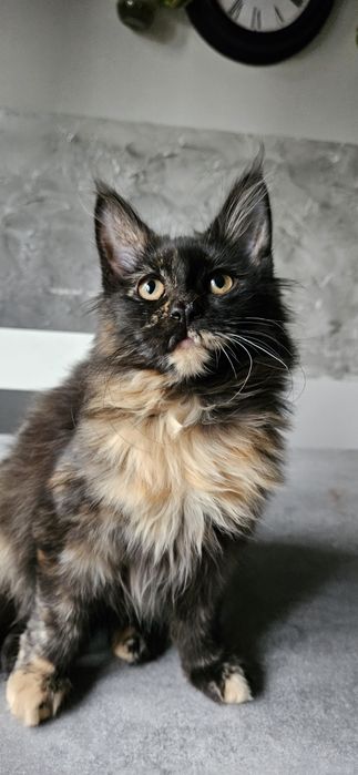 Maine coon kotka szylkretowa, kocica