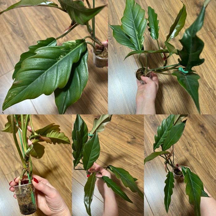 Филодендрон Melanochrysum variegated,Tenue,Congo Marble,Hederaceum var