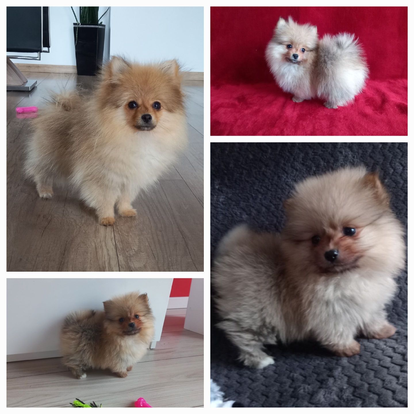 Szpic miniaturowy pomeranian