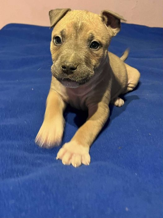 Amstaff mądry samiec