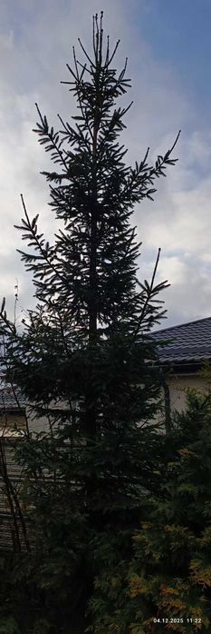 Жива Ялинка безкоштовно