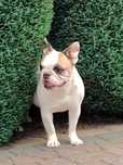 Sunia Buldog Francuski