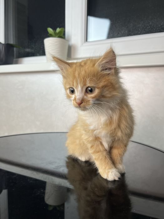 Кошеня в добрі руки безкоштовно