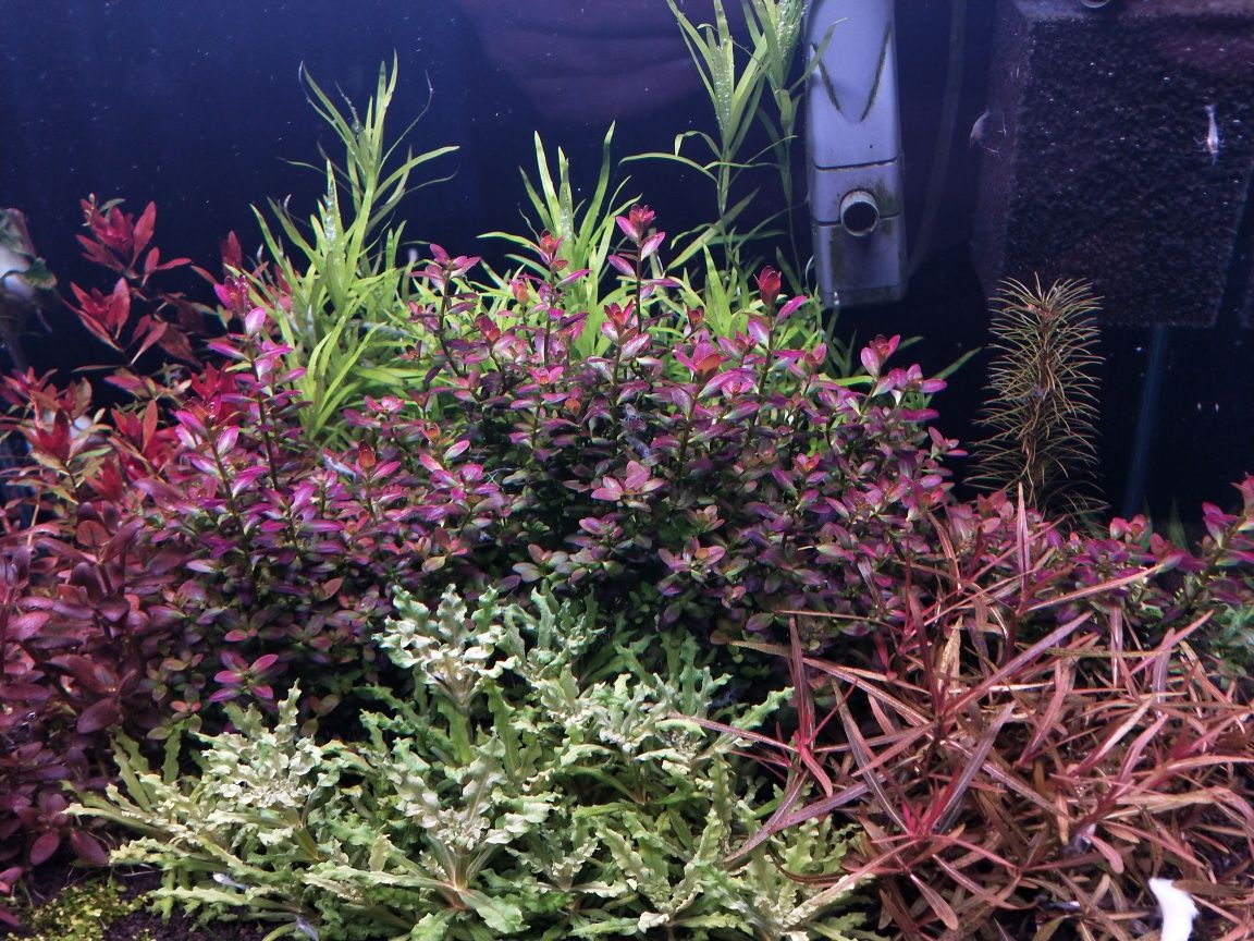 Rotala ramsior florida
