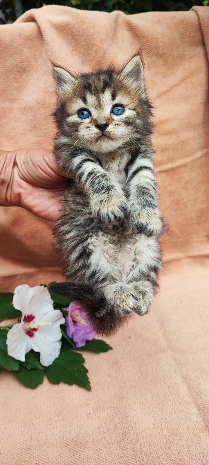Кошеня. Котик. Кішка.