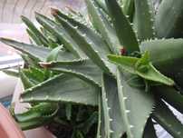 Sprzedam Aloes /agawa