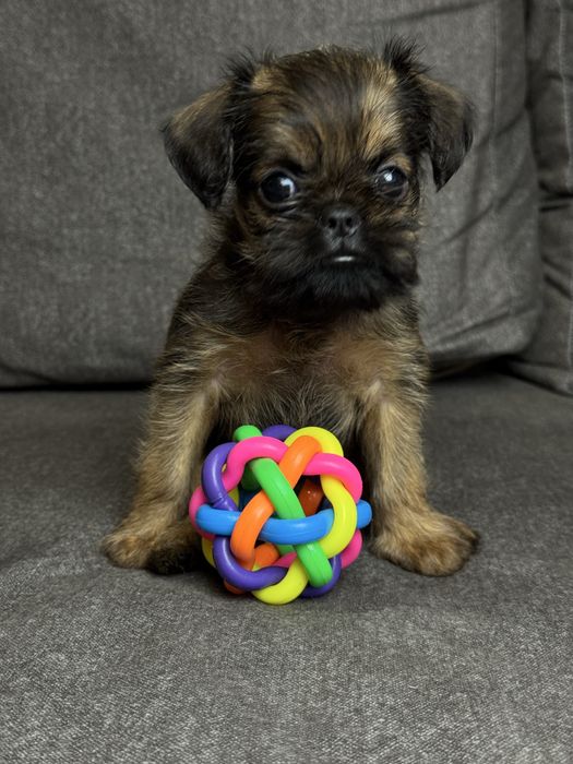 Брюссельский грифон хлопчик, спокійний і врівноважений