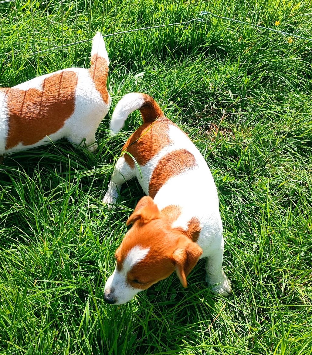 Jack Russell Terrier gładkowłosy ZKwP FCI