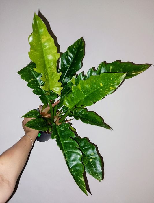 Філодендрон Ring of Fair 175-550грн