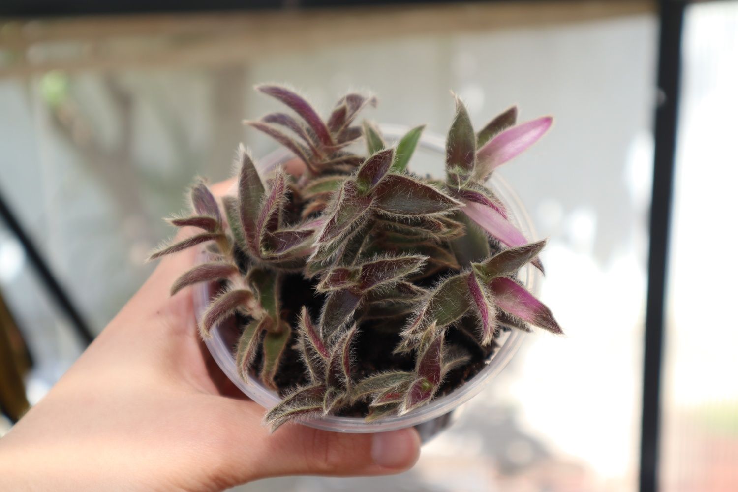 Suculenta rea l- Cyanotis Somaliensis