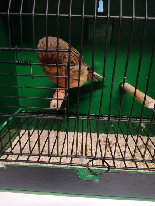 C  A  N  A  R  I  O  S