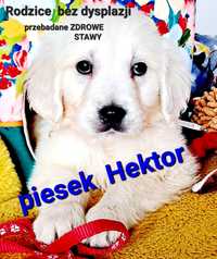 PIĘKNY  Hektor Golden Retriever RODZICE BEZ DYSPLAZJI w hodowli