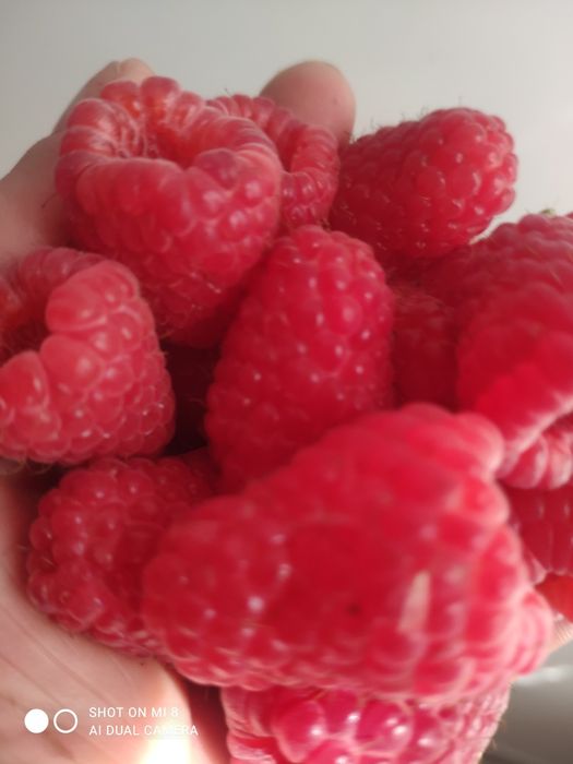 Sprzedam świeże owoce malin