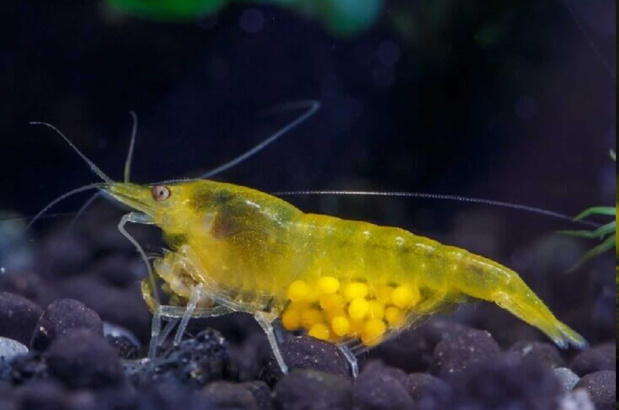 "Krewetki Yellow Neon, Rozświetlą Twoje Akwarium: wysyłka tylko inPost