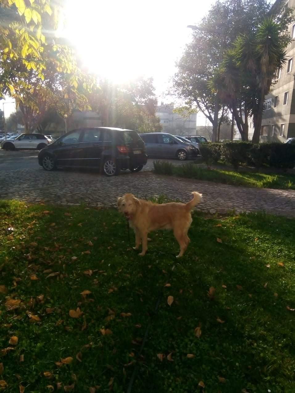 Marley, cão cego a precisar de ajuda