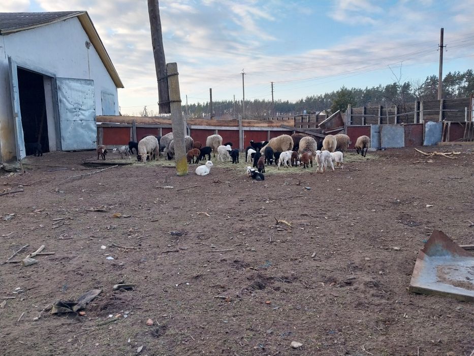 Продам діючий бізнес-вівчарство.