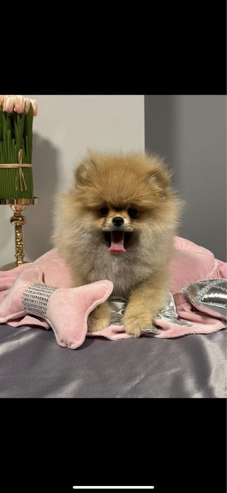 Szpic miniaturowy pomeranian mini gwiazda