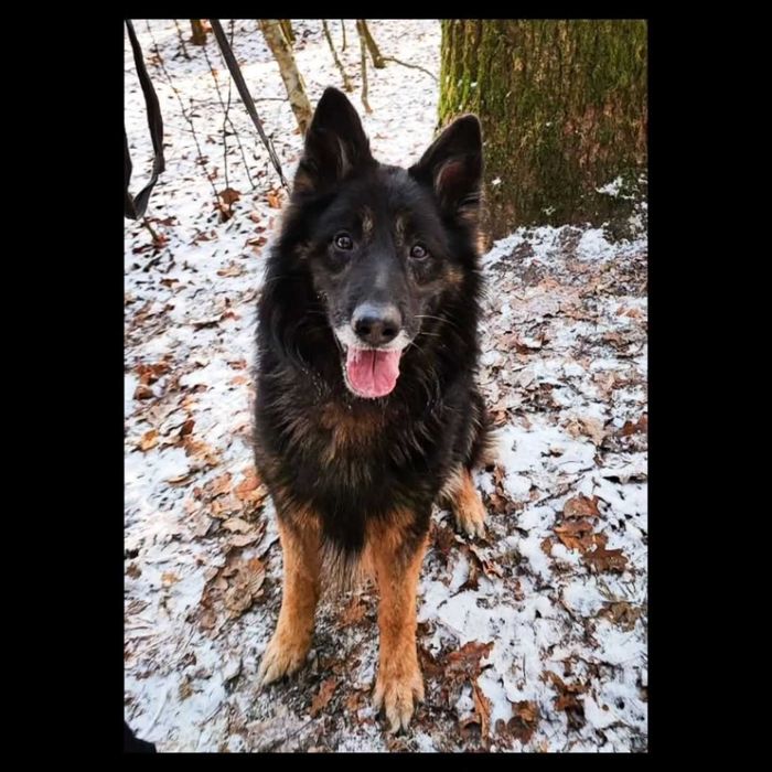 Mati - pies w typie owczarka niemieckiego do adopcji