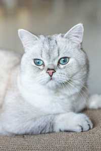 Reproduktor Kot brytyjski point gr. krwi B, niebieskie oczy.