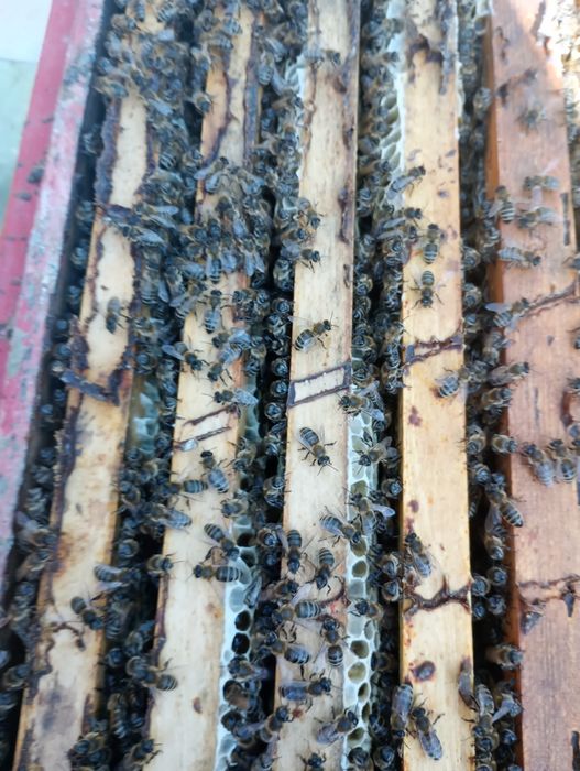 Продаю пчелопокеты