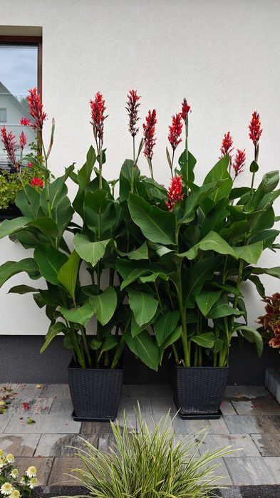Kanna paciorecznik canna