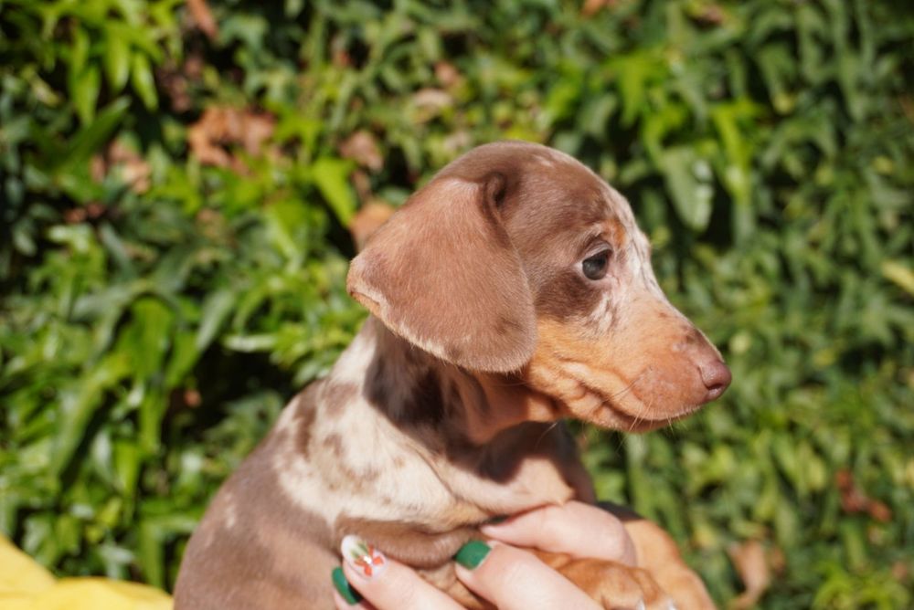 Teckel arlequim. Mini excelente linhagem