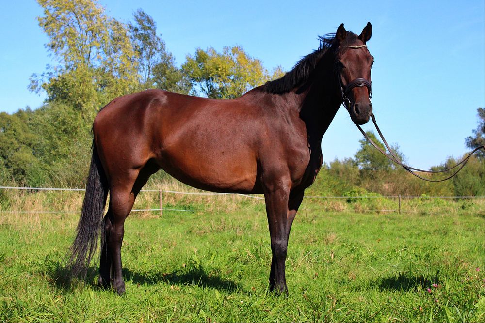 Wysoka klacz  (170cm) pelny TUV