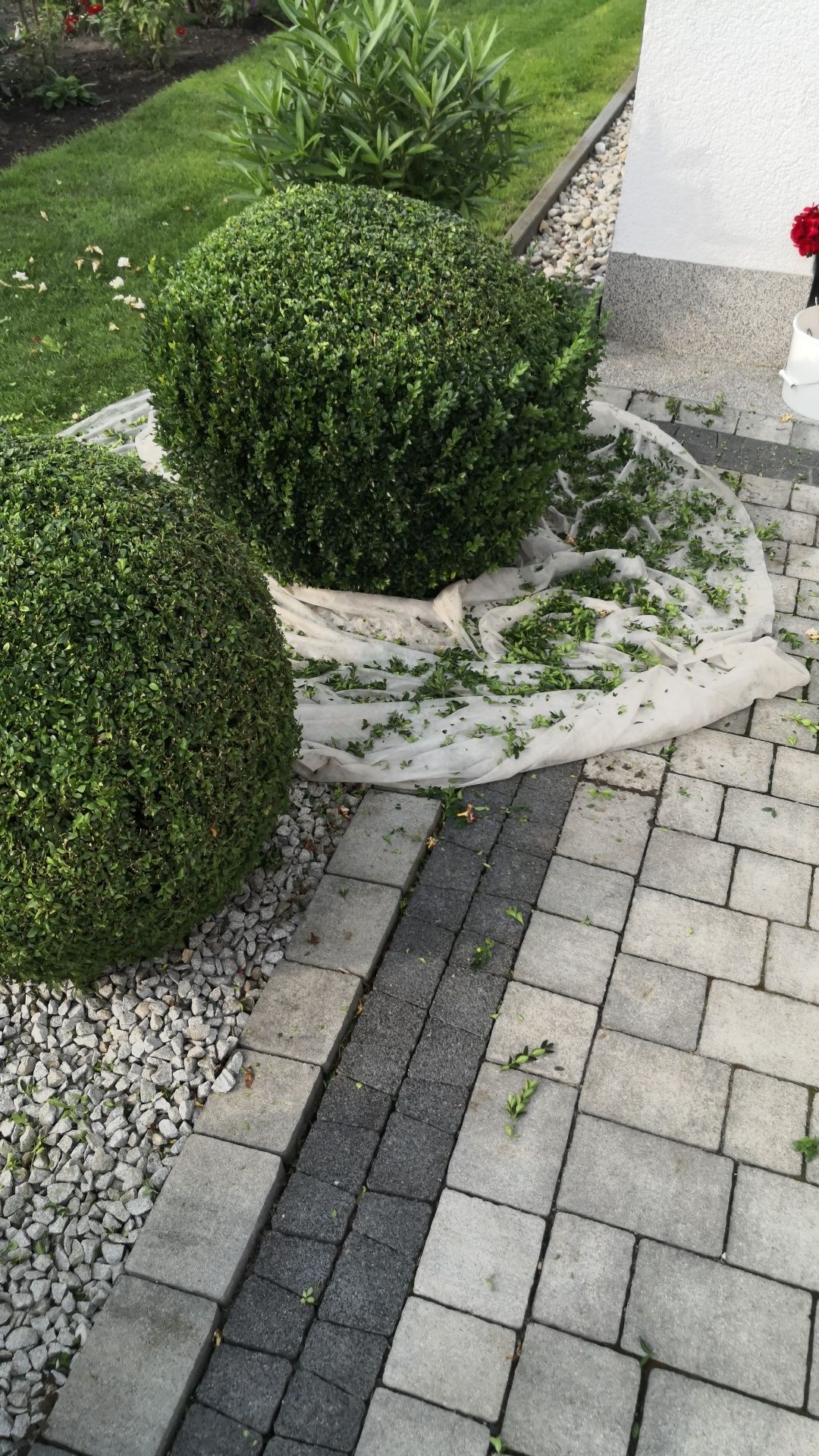 Usługi ogrodnicze-Koszenie trawników - strzyżenie żywopłotów