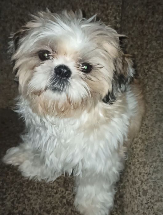 ТЕРМІНОВИЙ ПРОДАЖ!!!Підрощена дівчинка ШИ-ТЦУ