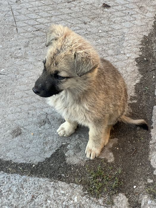 Отдаем щенков, в хорошие руки