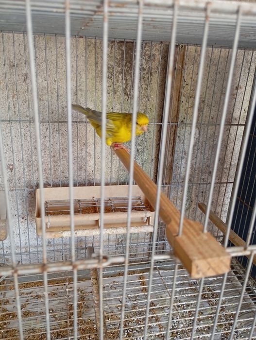 Casal canários Brancos e Opalas amarelos