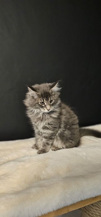 Koteczka Maine coon