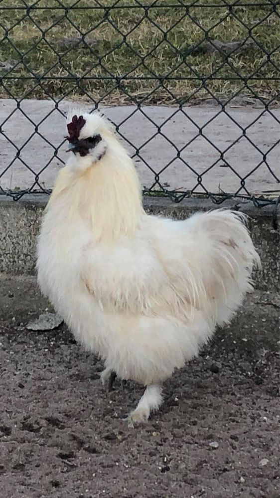 Varias aves disponiveis