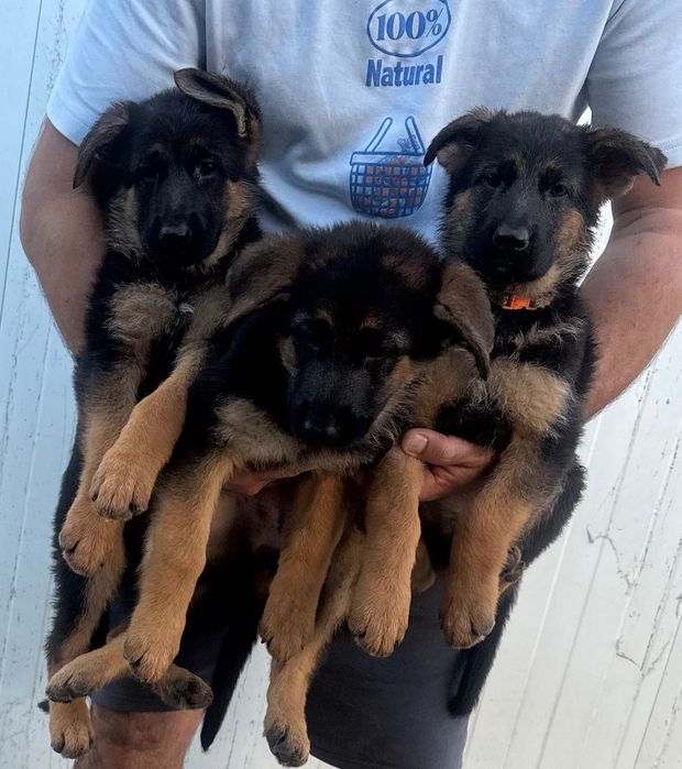 cachorro pastor alemão do cerrado novo