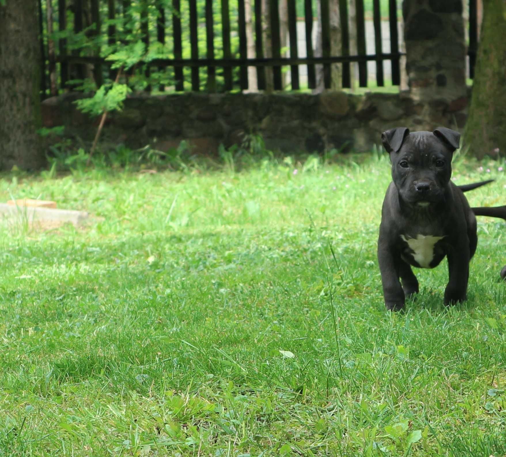 Amstaff Amstaf American Staffordshire Terrier PIESEK SAMIEC  CZARNY