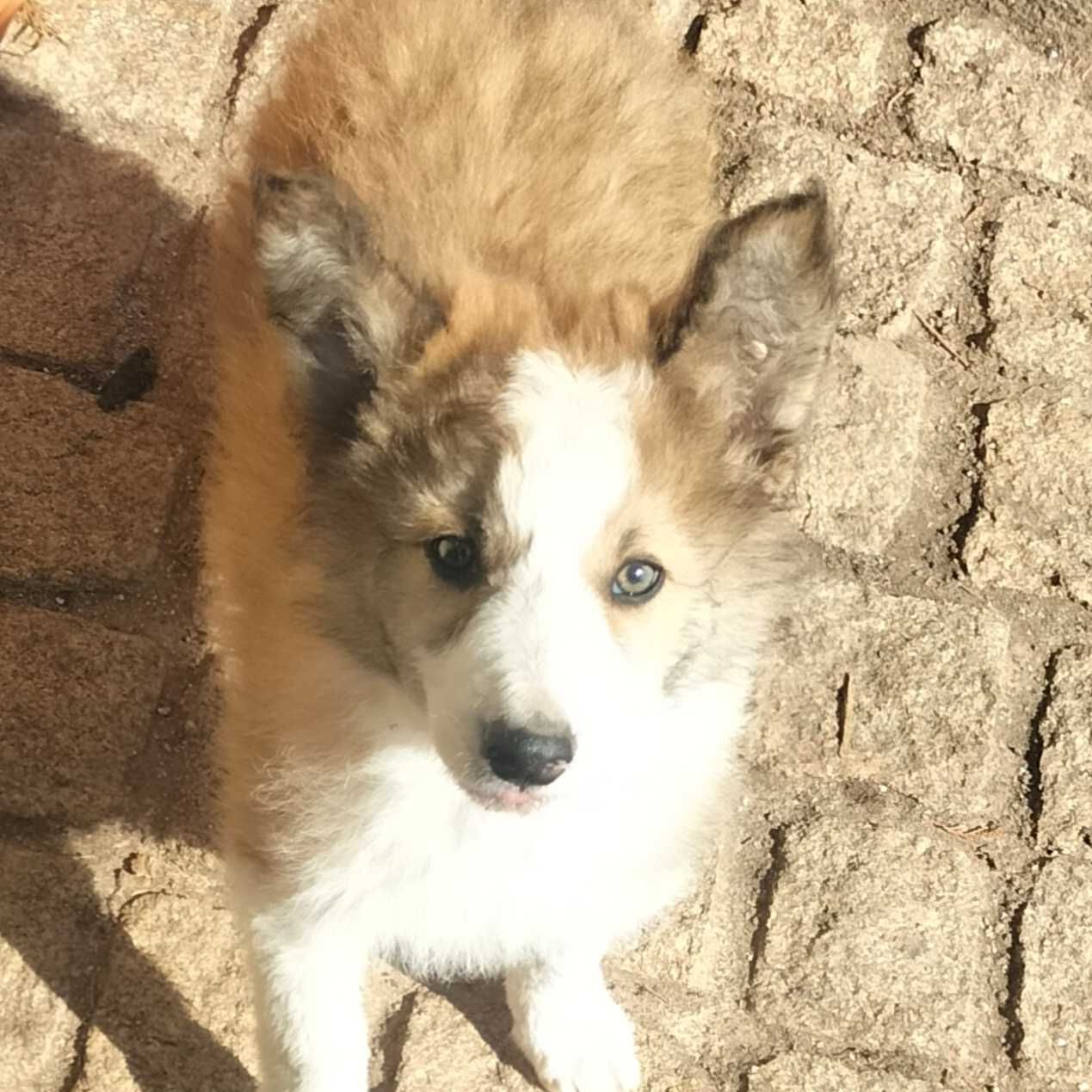 Border collie macho