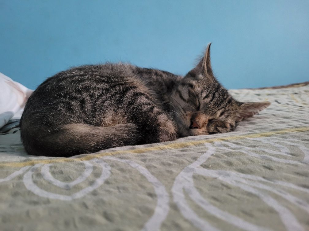 Uroczy kotek to adopcji