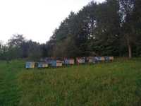Вулики для бджіл та бджолоінвентар