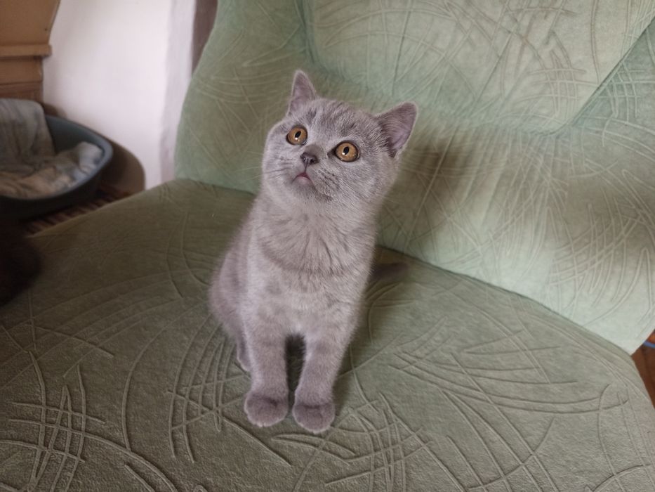 Британскі  кошеня Британские котята