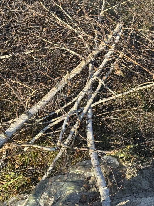 безкоштовно гілки дерев