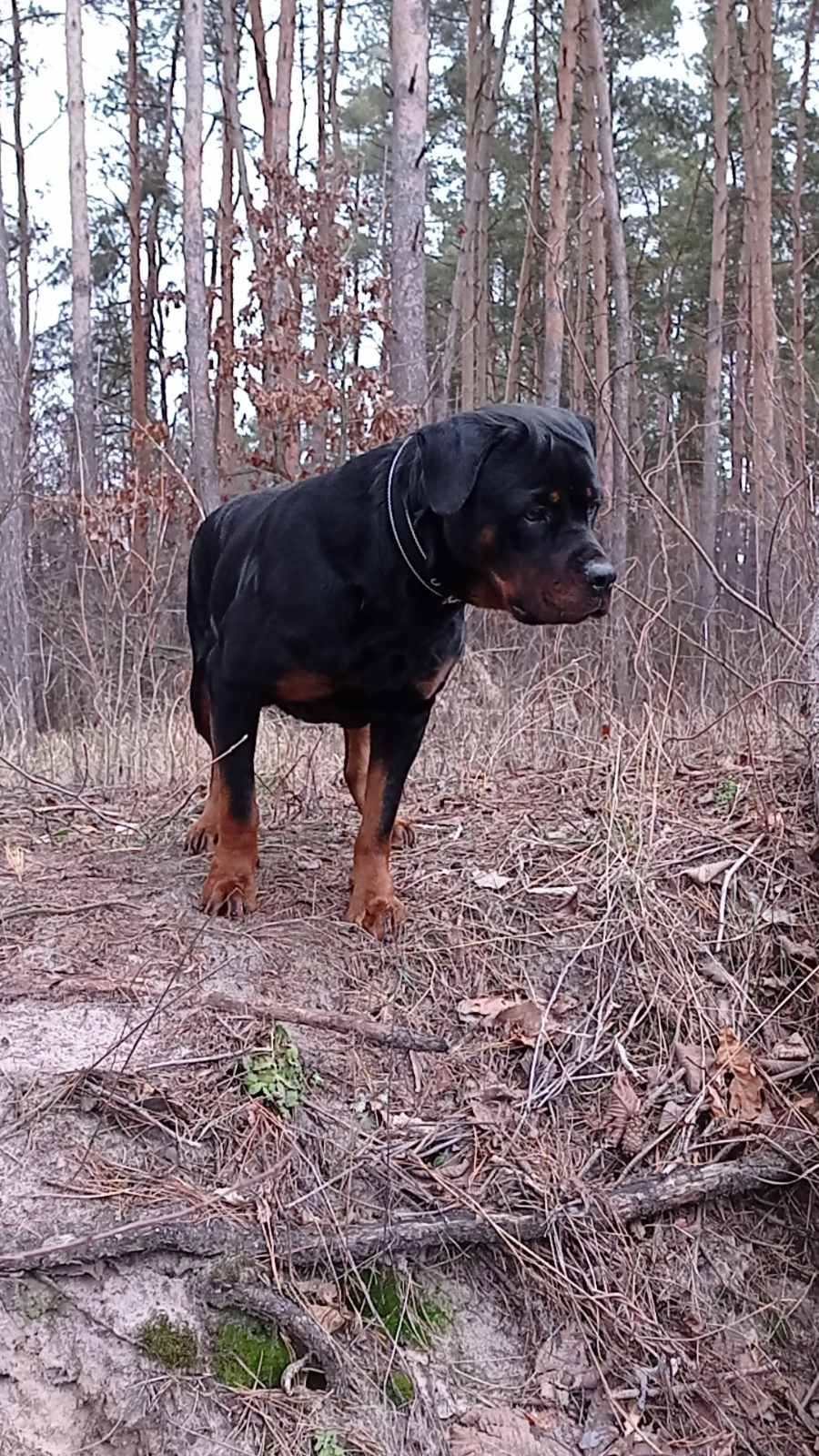 Потрібен кобель ротвейлера для в'язки