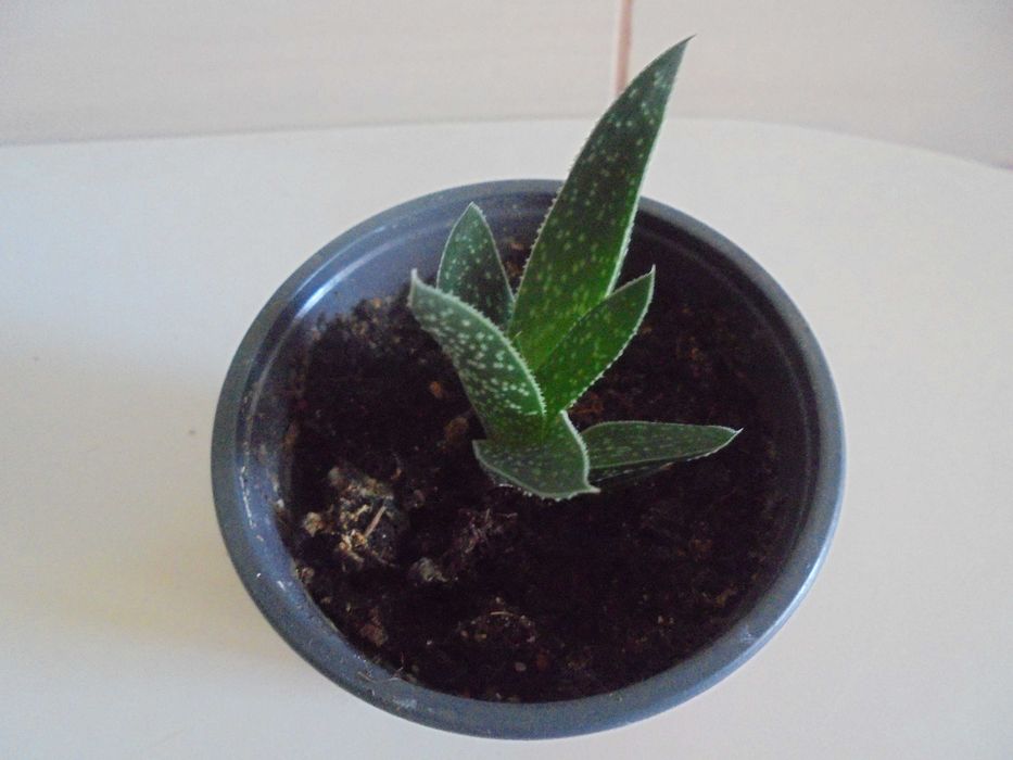 Kaktus Aloe Vera leczniczy