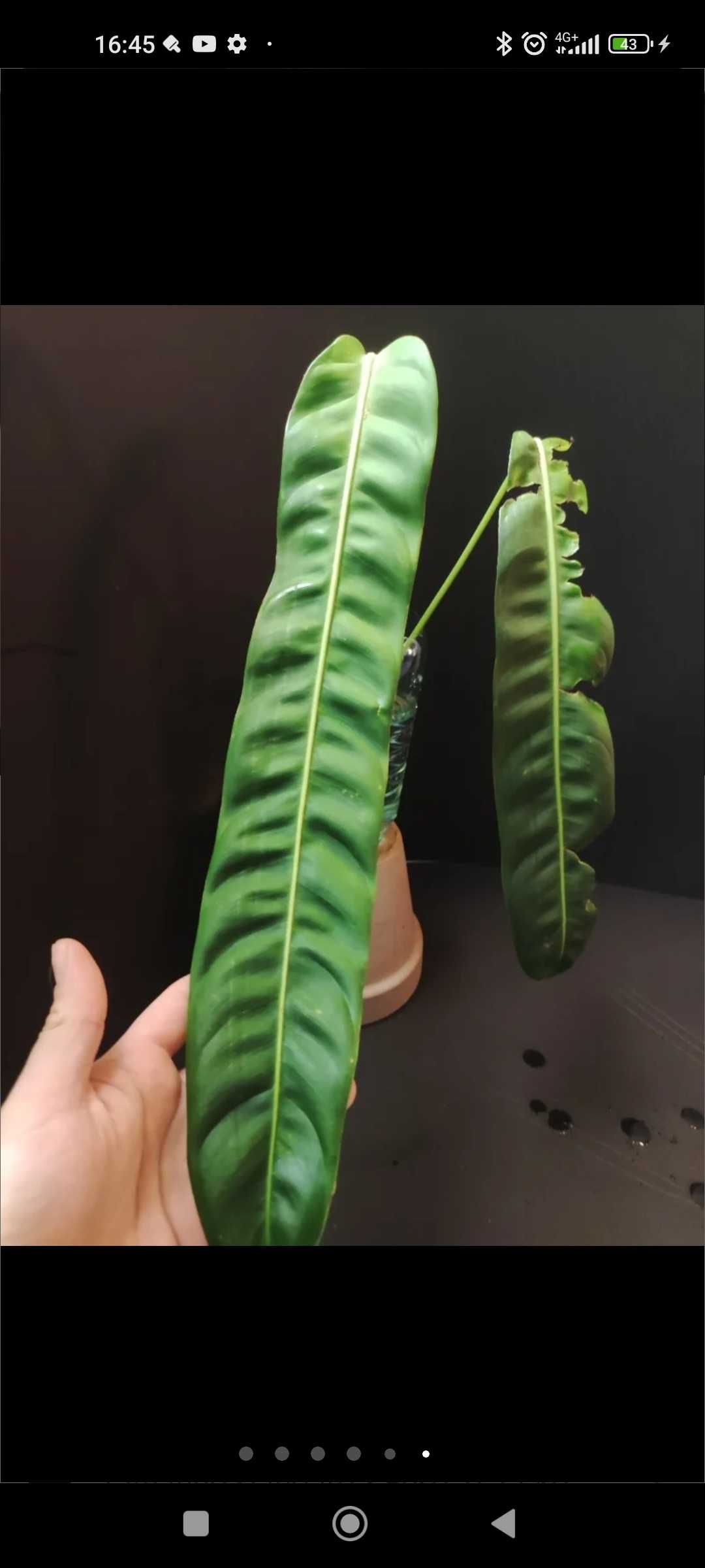 Philodendron Patriciae