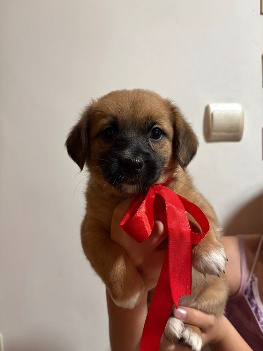 Цуцики в хороші руки!