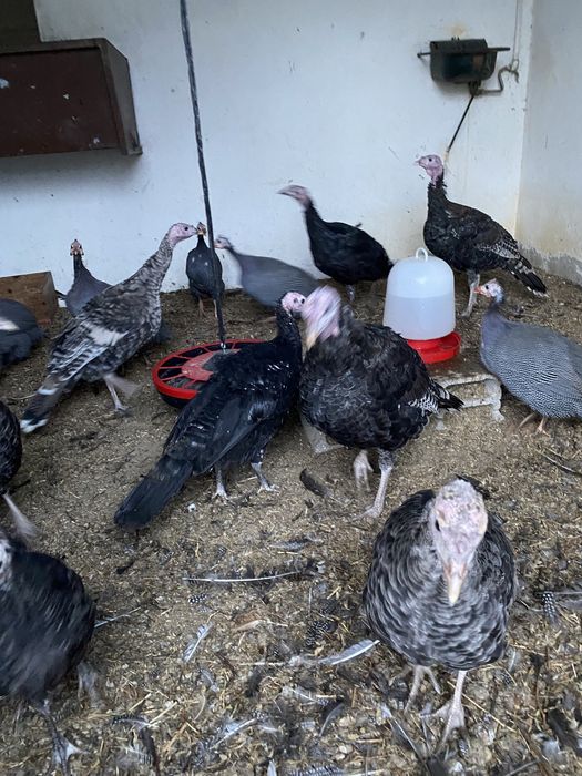 Fracas-Galinhas de Angola