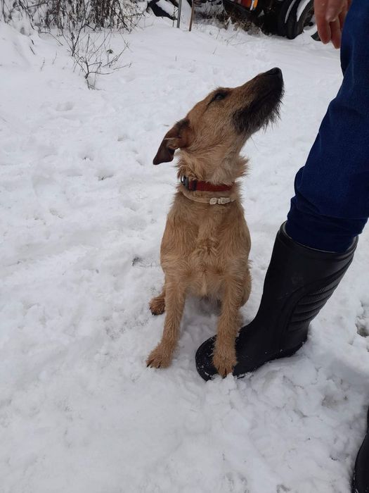 Zaginął pies/ psy w okolicach: Pasłęk, Rychliki, Kwietniewo, Dzierzgoń